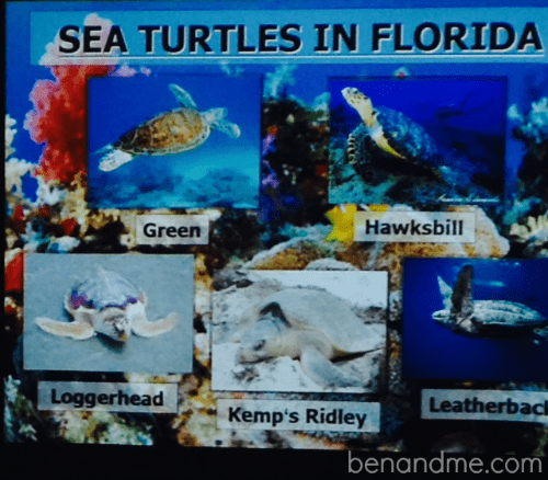 On a recent trip to the Florida Keys, our family spent the morning at the very first sea turtle hospital in the U.S. Enjoy a virtual tour + resources for homeschool study!