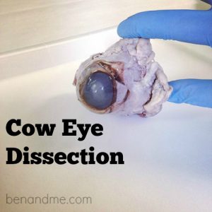 cow eye